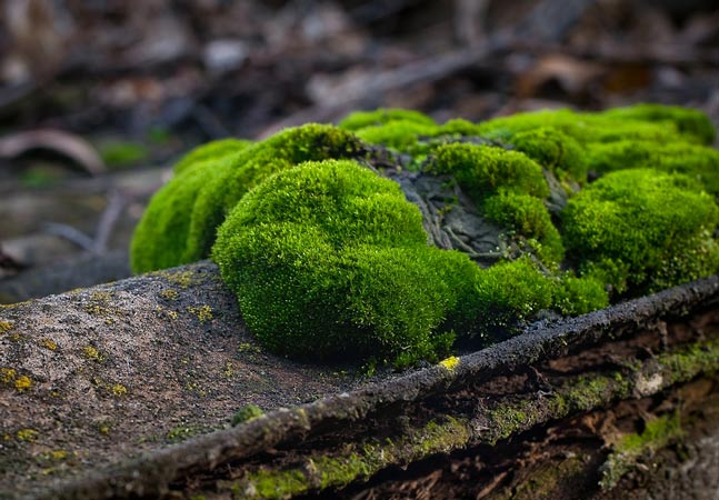 Green Moss on Log Graphic
